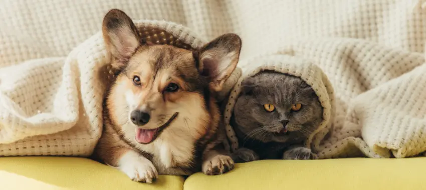 Seguro Perro y Gatos.webp